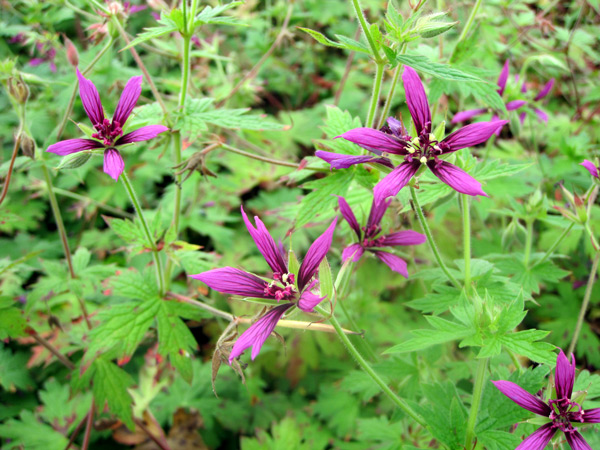 Geranium Catherine Deneuve