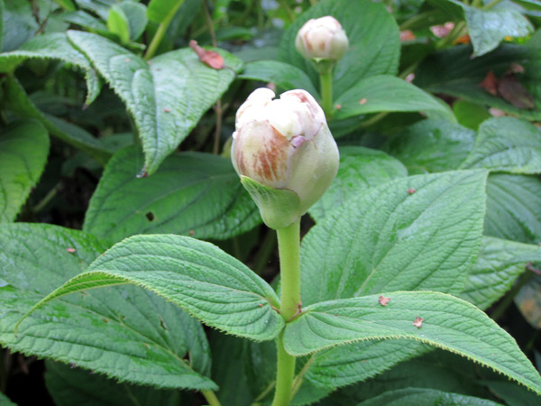 Hortensia involucrata Yoraku en bouton