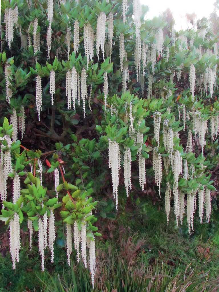 Garrya elliptica en fleurs en février malgré les températures glaciales.