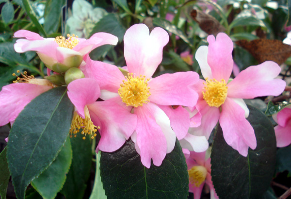 Camellia sasanqua Yume