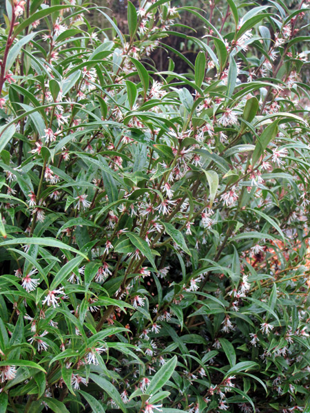 Sarcoccoca hookeriana (en fleurs en janvier)
