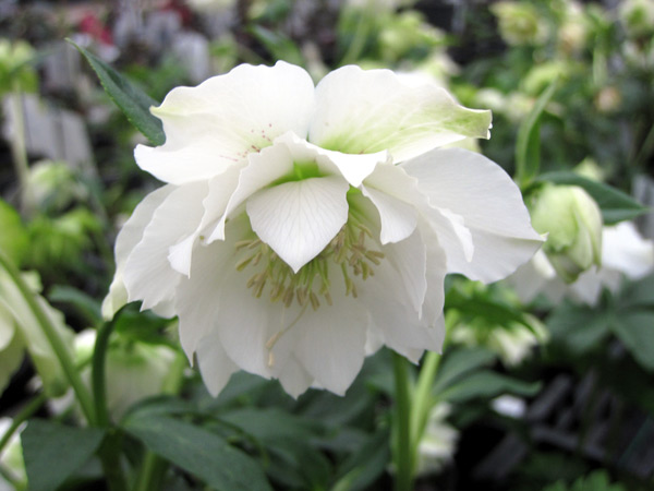 Hellébore orientale Double Blanc