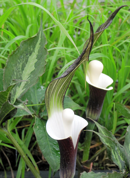 Arisaema sikokianum