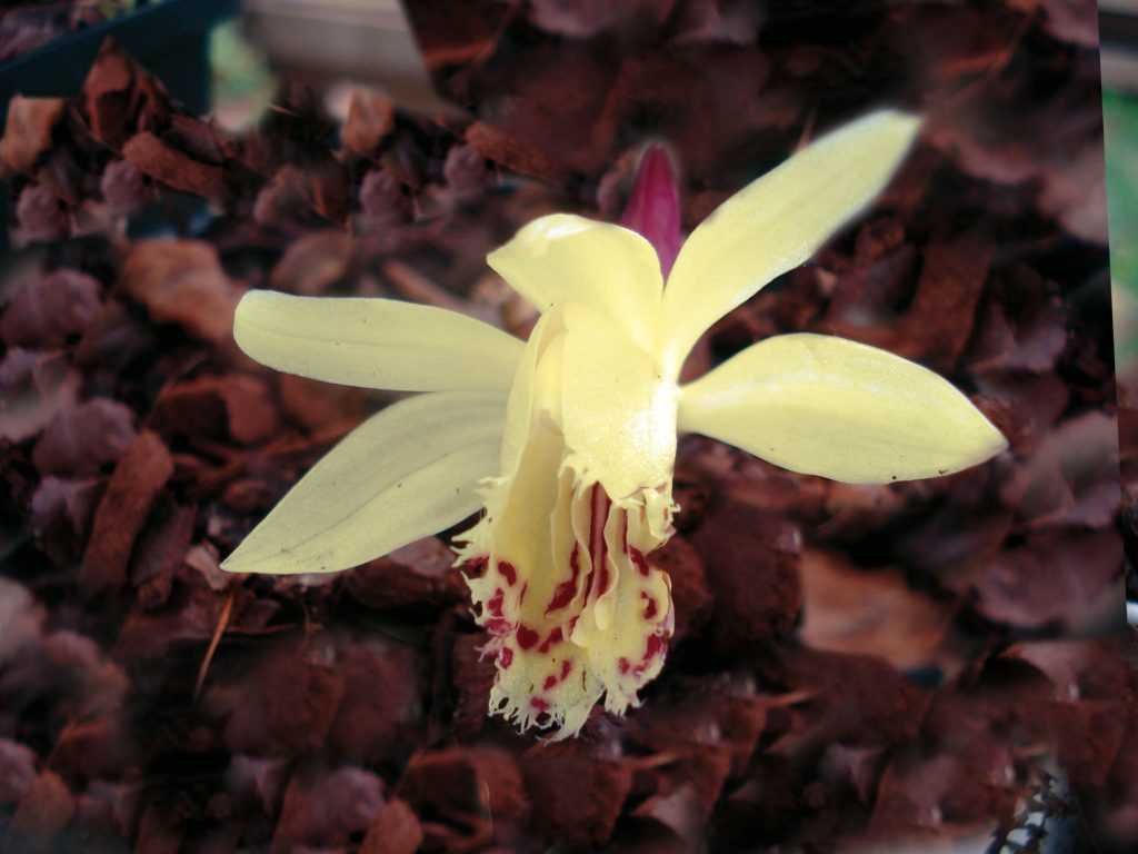 Pleione forrestii