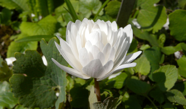 Sanguinaria canadensis Flore Pleno