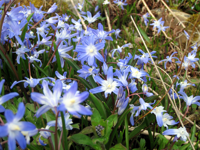 Chionodoxa sardensis