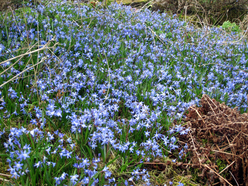 Chionodoxa sardensis