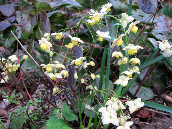 Epimedium (x) versicolor 'Sulphureum'