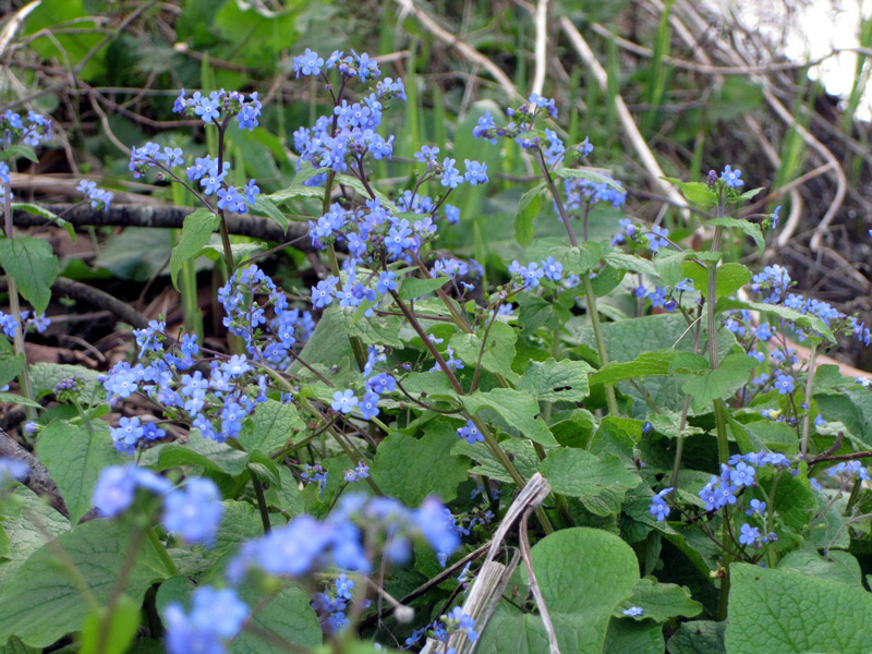 Brunnera macrophylla ou Mysotis du Caucase