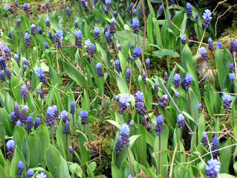 Muscari latifolium