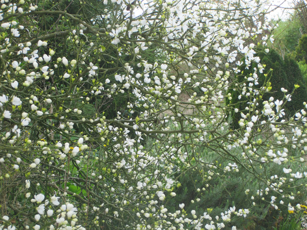 Les belles fleurs blanches du Poncirus trifoliata en avril