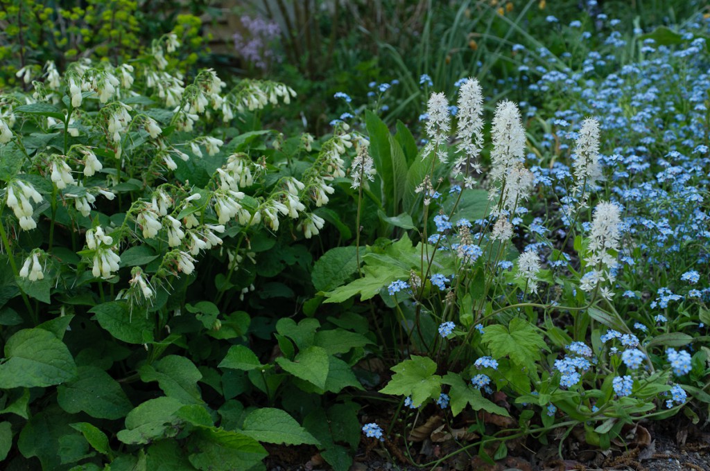 Tiarelles et consoudes à grandes fleurs