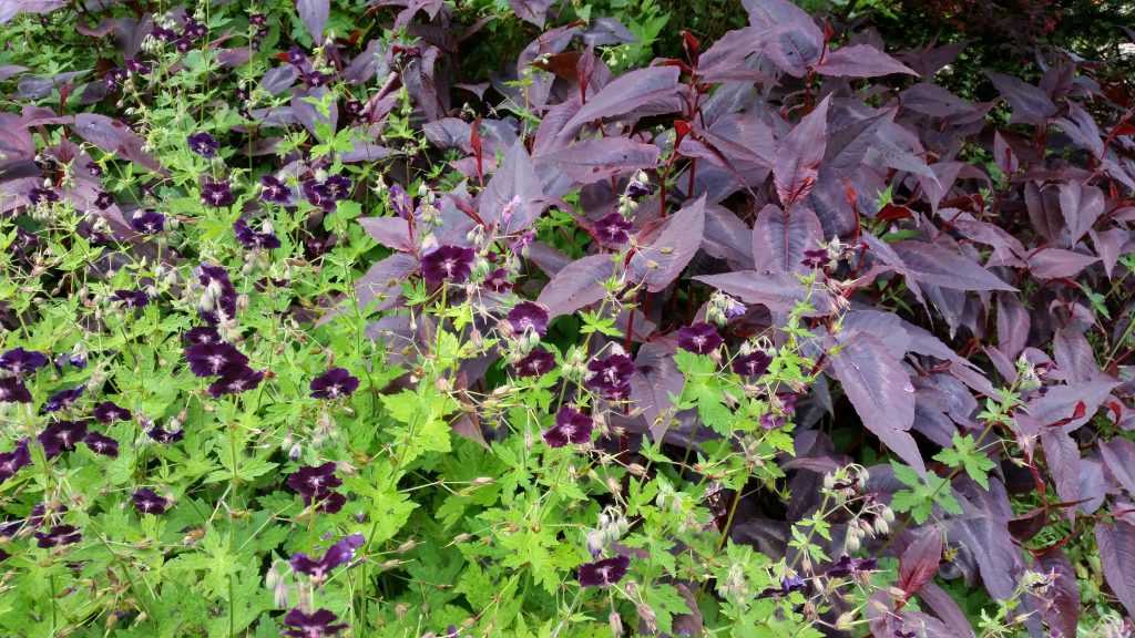 Geranium 'Raven' et Persicaria 'Red Dragon'