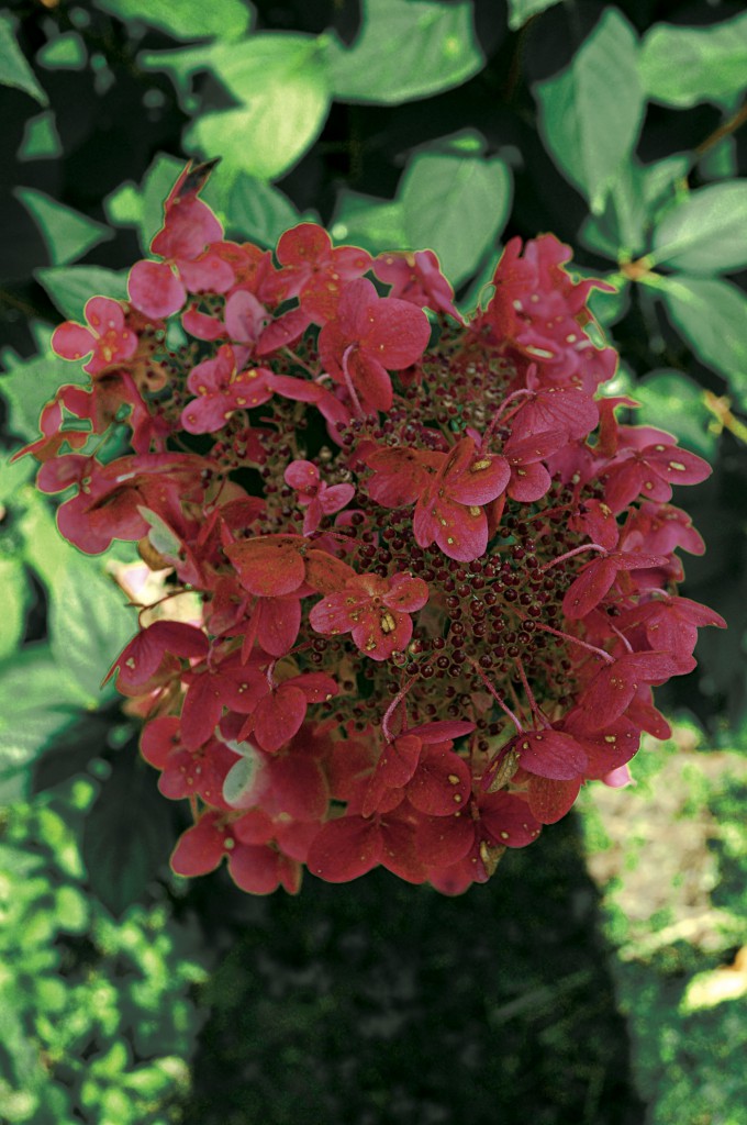 Hortensia-WimsRed-september-67828-3