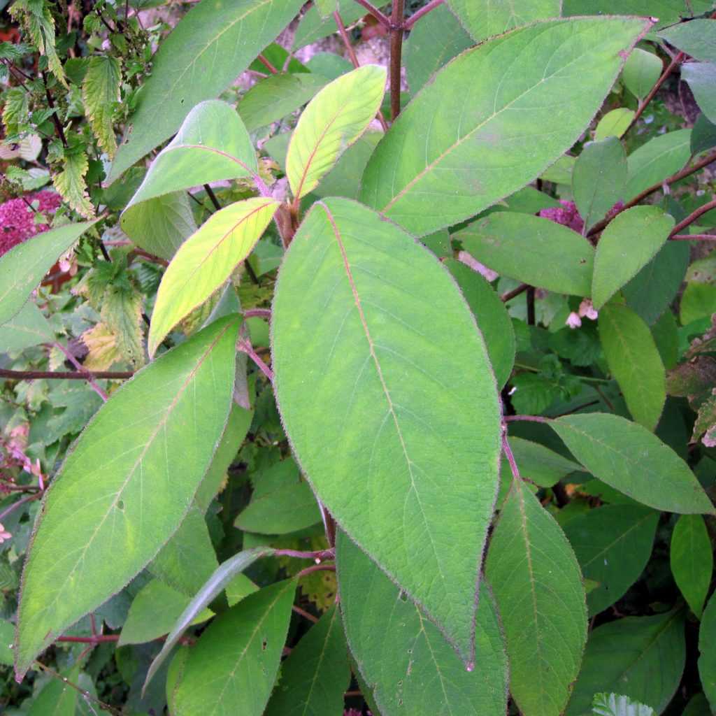 Hydrangea-aspera-Villosa feuillage