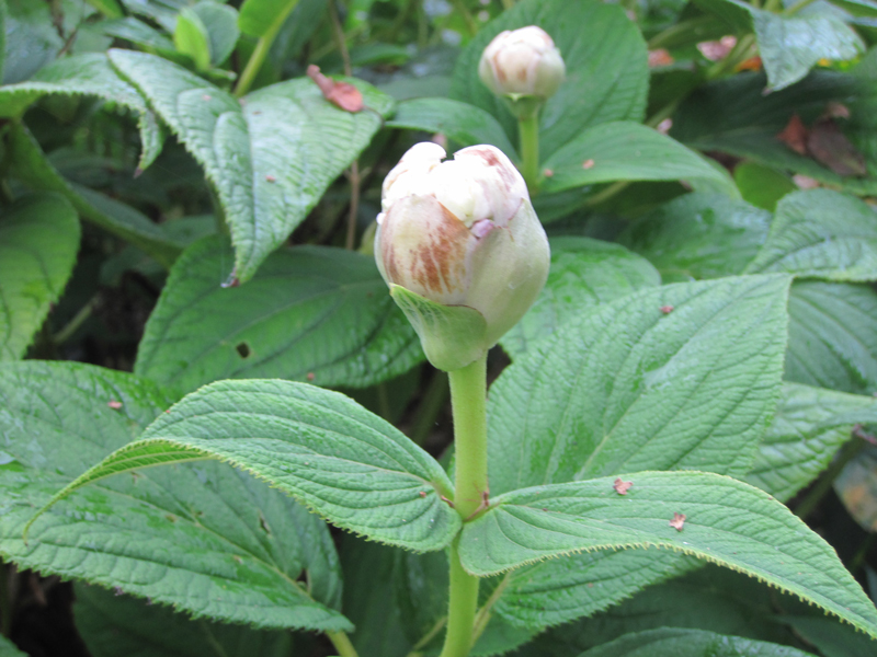 Hydrangea-involuctrata-Yora