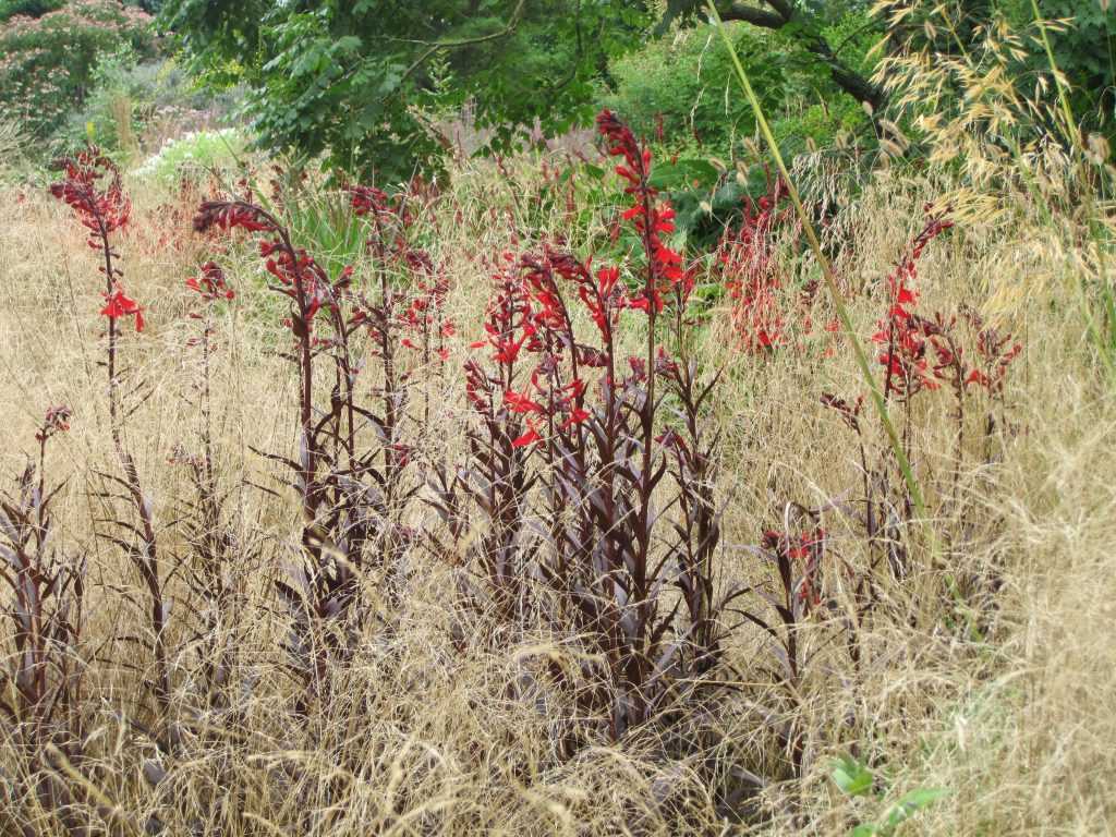 Lobelia fulgens 'Queen Victoria' et Deschampsia 