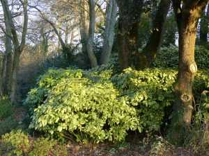 Groupe d'Aucuba japonica 'Variegata' dont le feuillage scintille sous le soleil hivernal