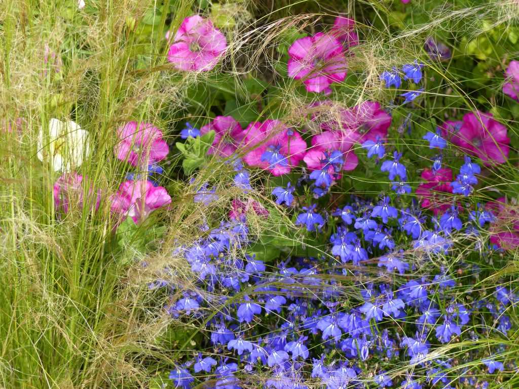 L'été 2014, j'ai associé des pétunias 'Raspberry Blast' avec des lobélias bleus et des graminées "cheveux d'ange" dans mon massif d'annuelles