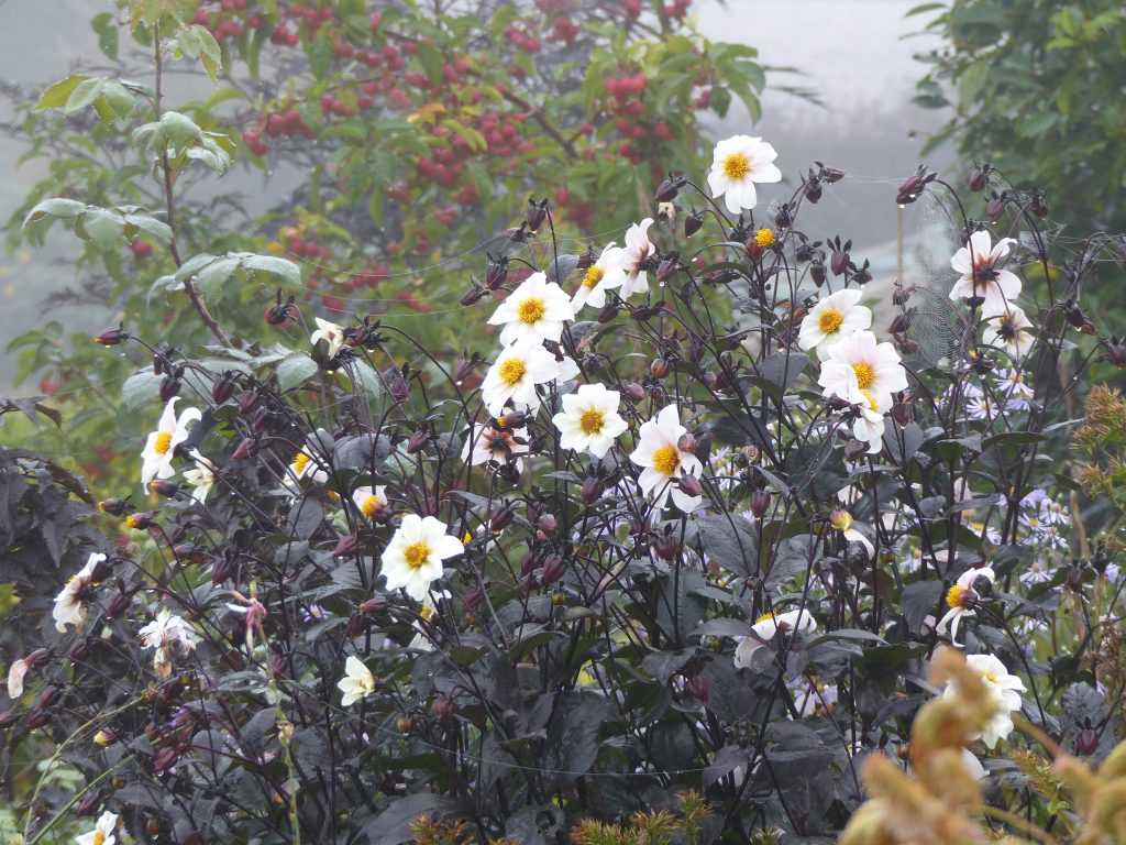 Dahlia 'Twyning's After Eight', toujours en fleurs malgré les brumes de novembre !