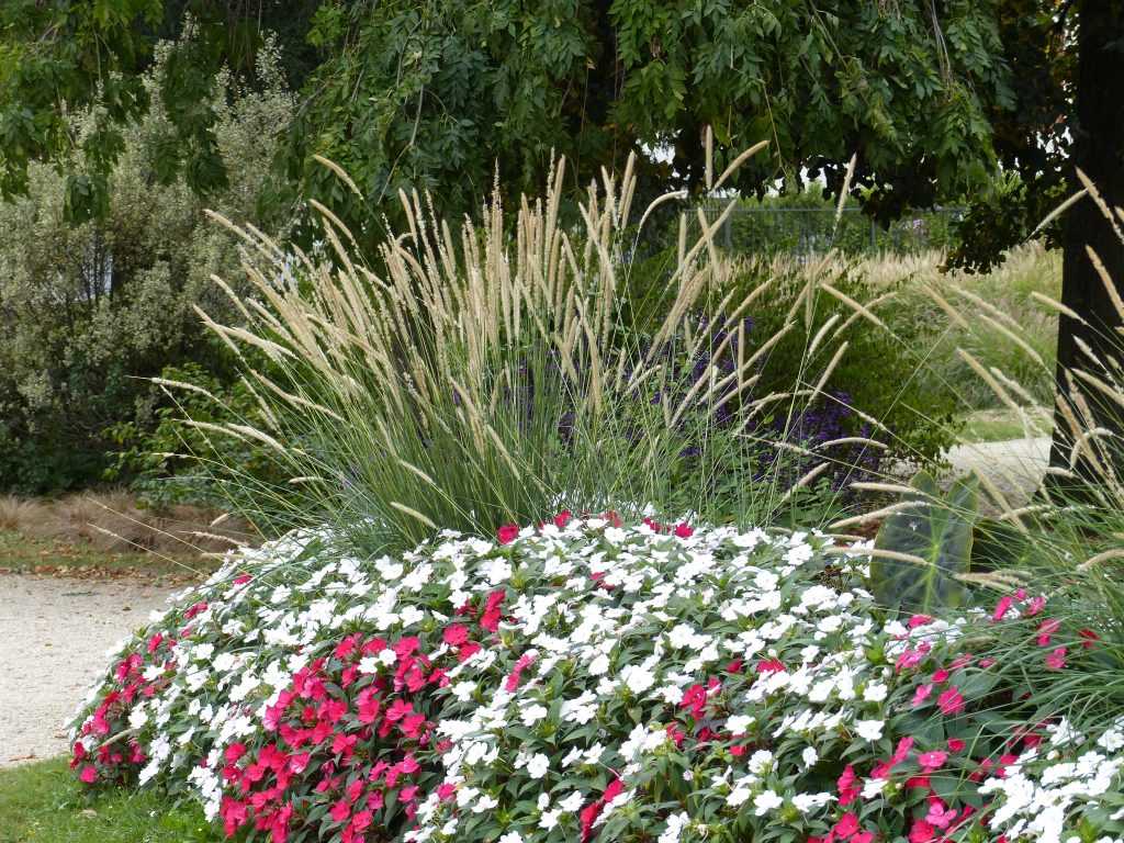 Pennisetum macrourum 'Tail Feathers' associé à des SunPatiens dans un massif en ville