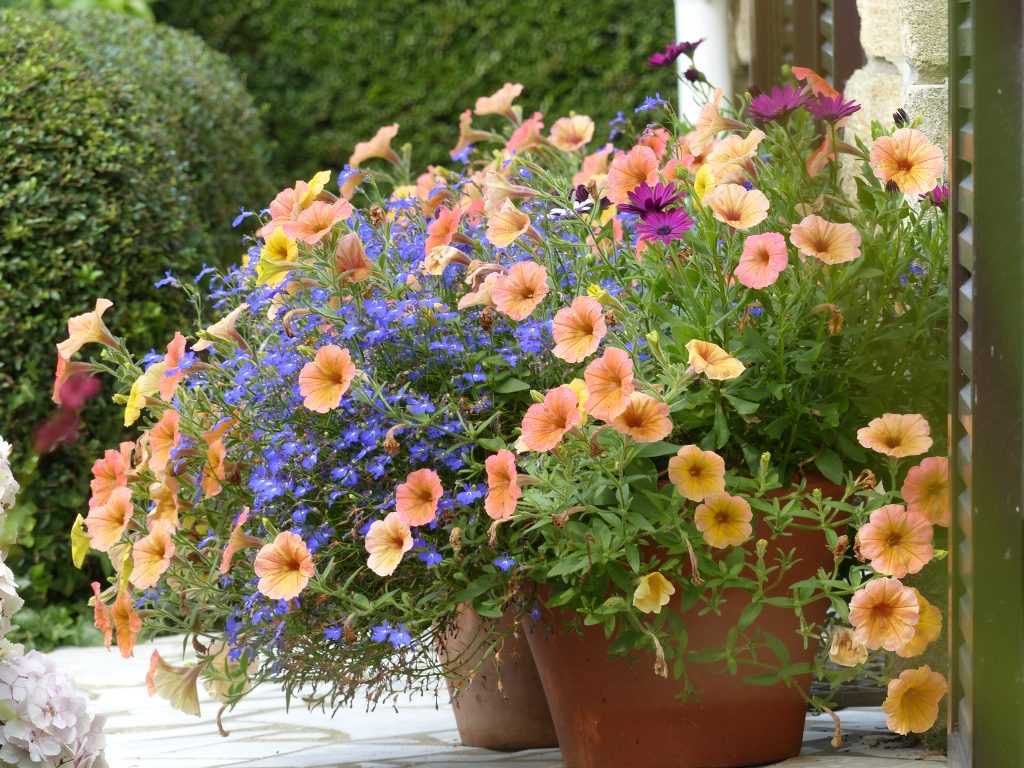 'été dernier, mes potées estivales associaient un pétunia avec des lobélias bleus et une marguerite du Cap (Osteospermum) pourpre.