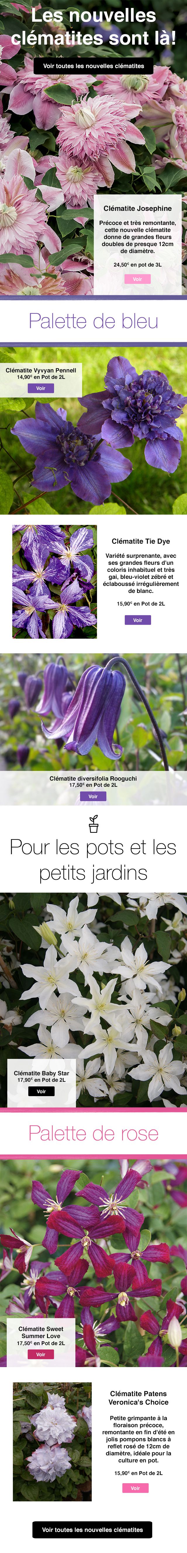 blog-clematite-promessedefleurs