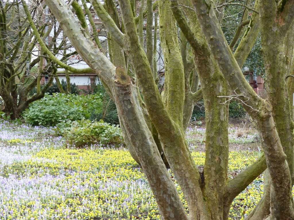 Tapis de petits bulbes sous les Parrotia persica à l'écorce décorative : Crocus tommasinianus violets et aconites d'hiver (Eranthis hyemalis) jaunes