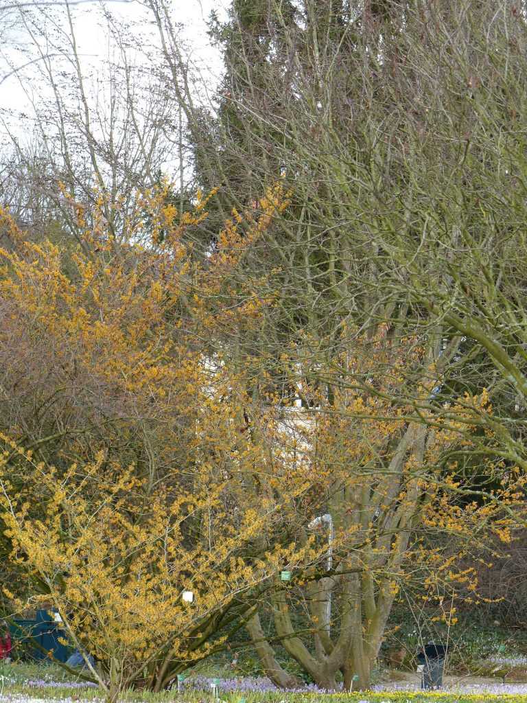 Les hamamélis sont en pleine floraison ce 1er mars : Hamamelis mollis planté en 1960 et Hamamelis x intermedia 'Weserbergland' au premier plan.