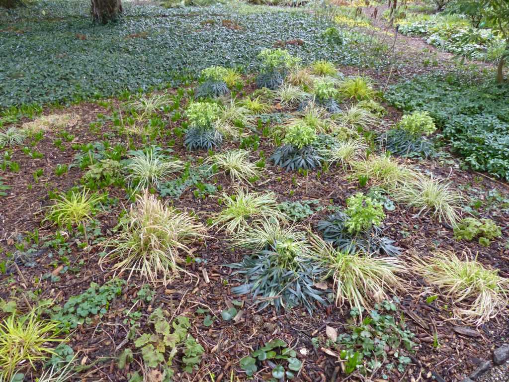 Un essai de plantation en mélange de vivaces dans les tons de fleurs et de feuillage vert-jaune pour les sous-bois. Il sera suivi pendant 5 ans.