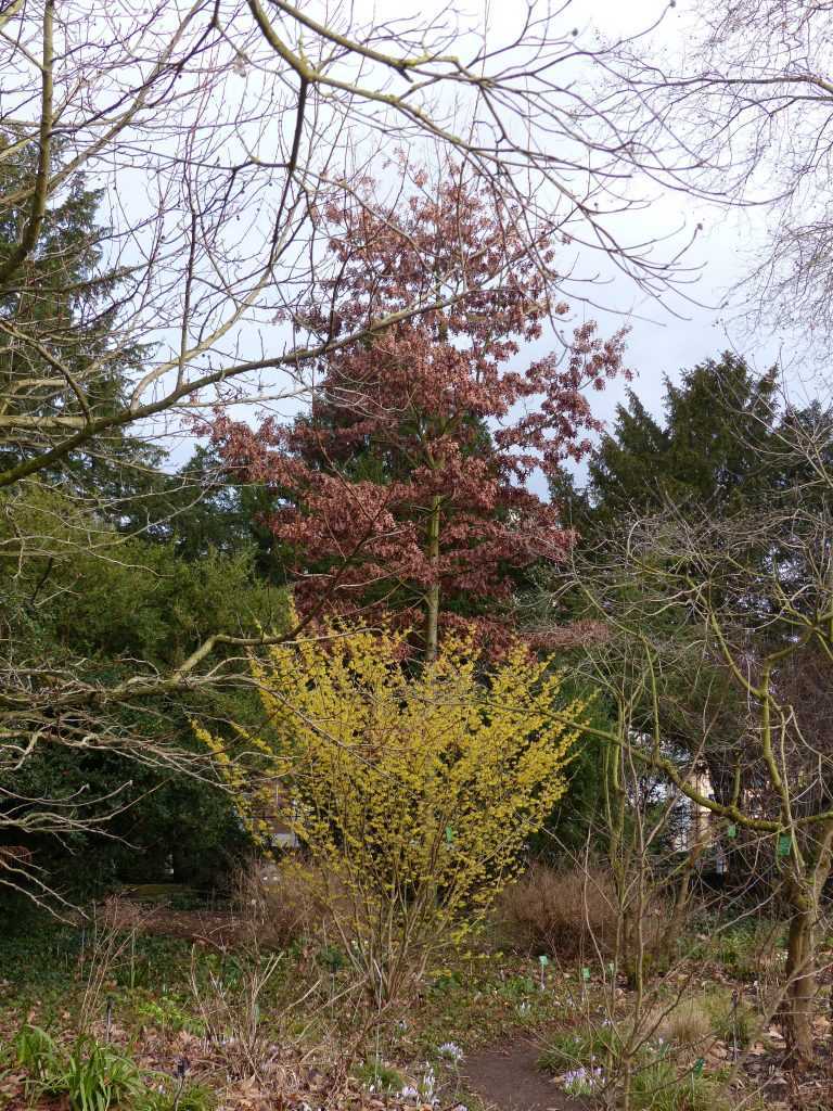 La floraison jaune de cet Hamamelis x intermedia 'Arnold Promise' s'accorde avec le feuillage marcescent d'un Quercus coccinea aux tons cuivrés.