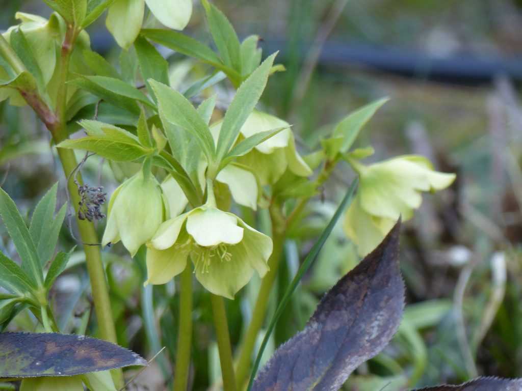 Une forme pâle de l'espèce Helleborus cyclophyllus