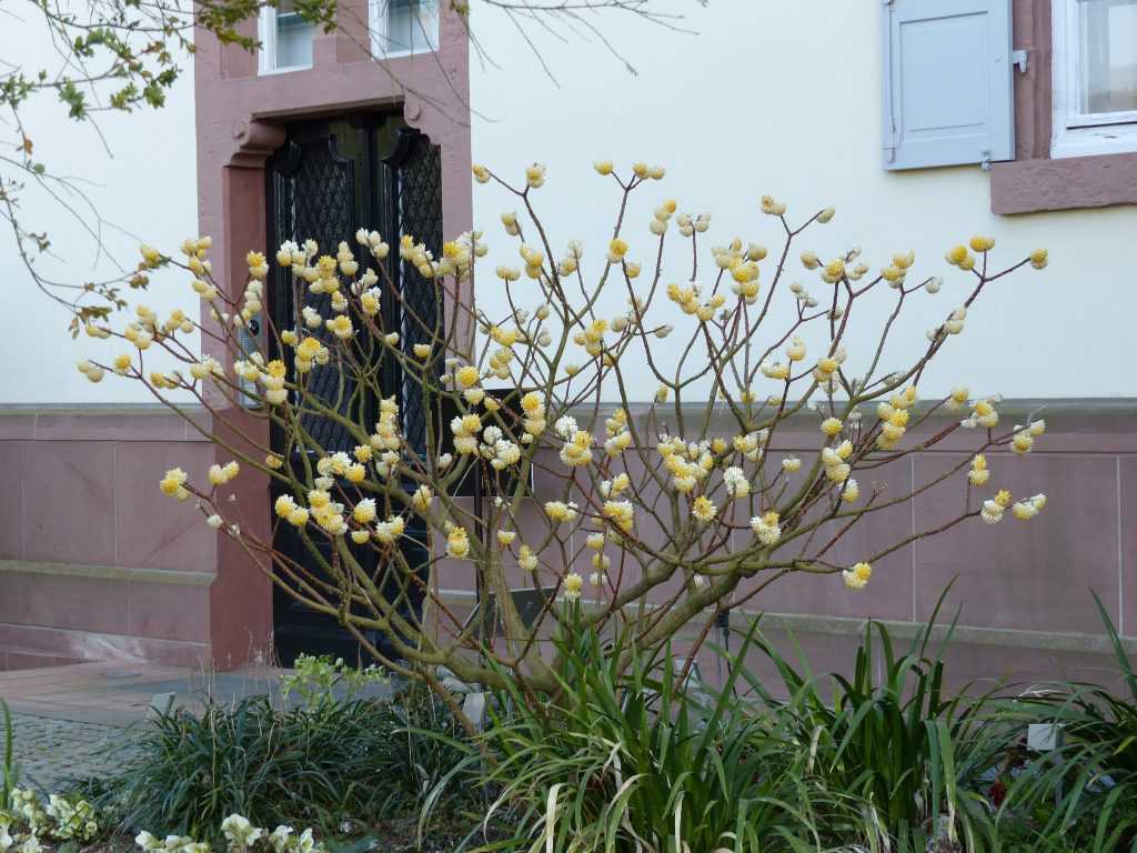 Edgeworthia chrysantha en pleine floraison à la porte de la ville Hermannshof