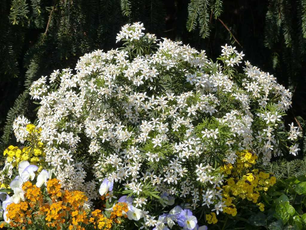 Choisya ou Oranger du Mexique 'White Dazzler'