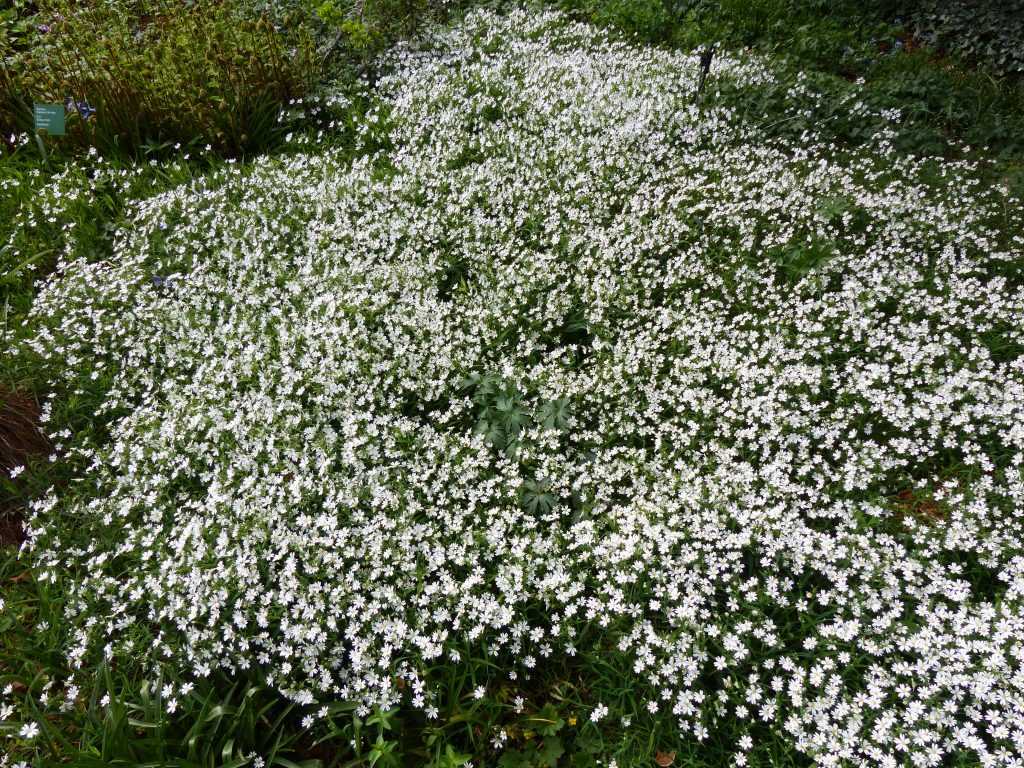 La stellaire holostée, une plante "sauvage" forme un superbe couvre-sol au pied d'un grand cèdre