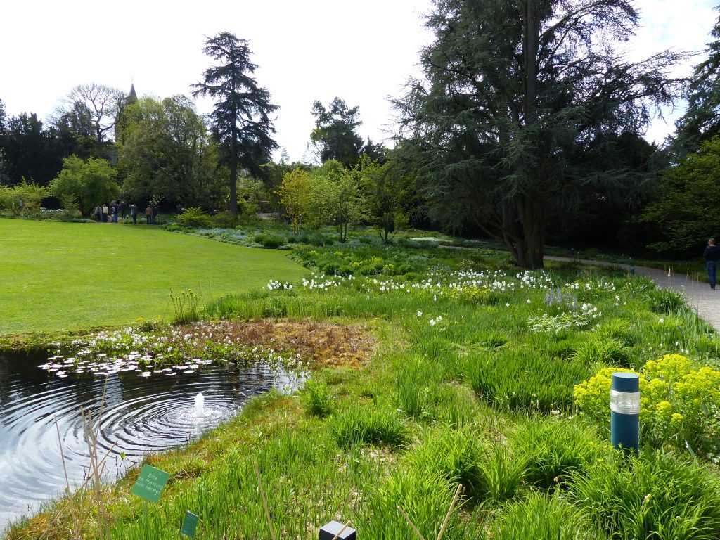 La prairie humide est animée par l'association des camassias bleus et des narcisses des poètes blancs, relevée par le vert acide de l'euphorbe des marais