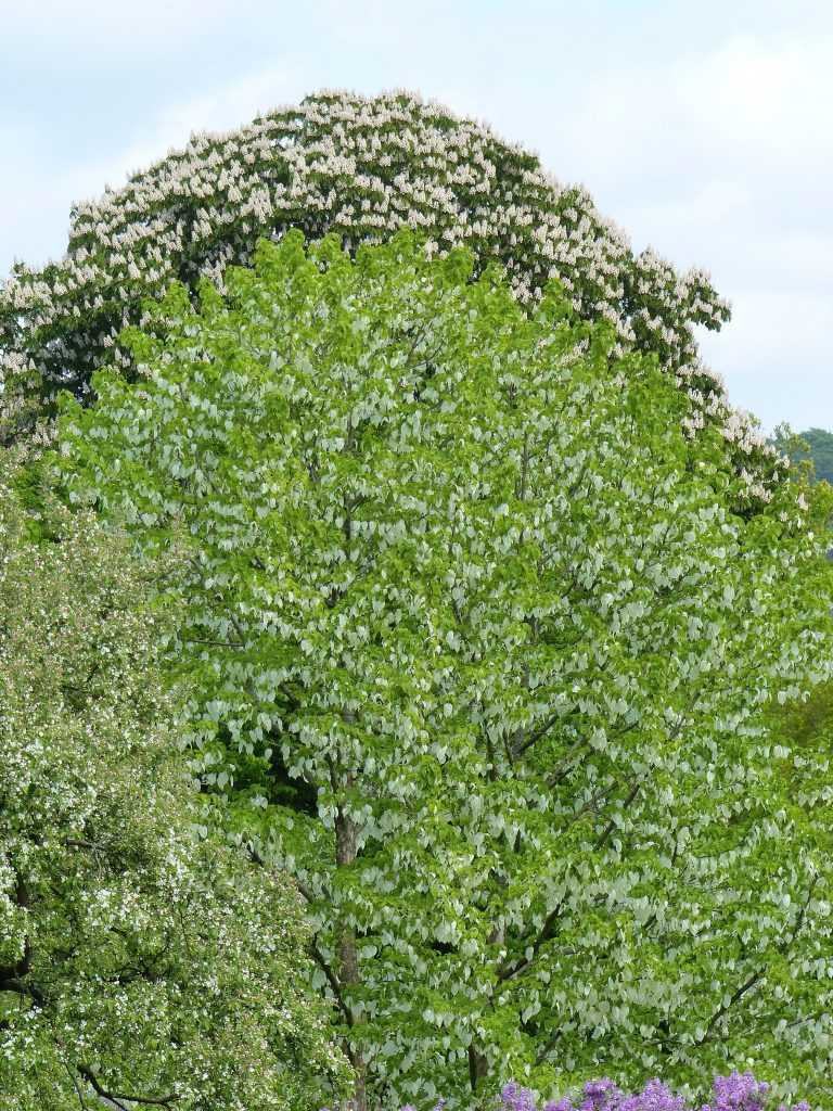 L'arbre aux mouchoirs, Davidia involucrata var. vilmoriniana