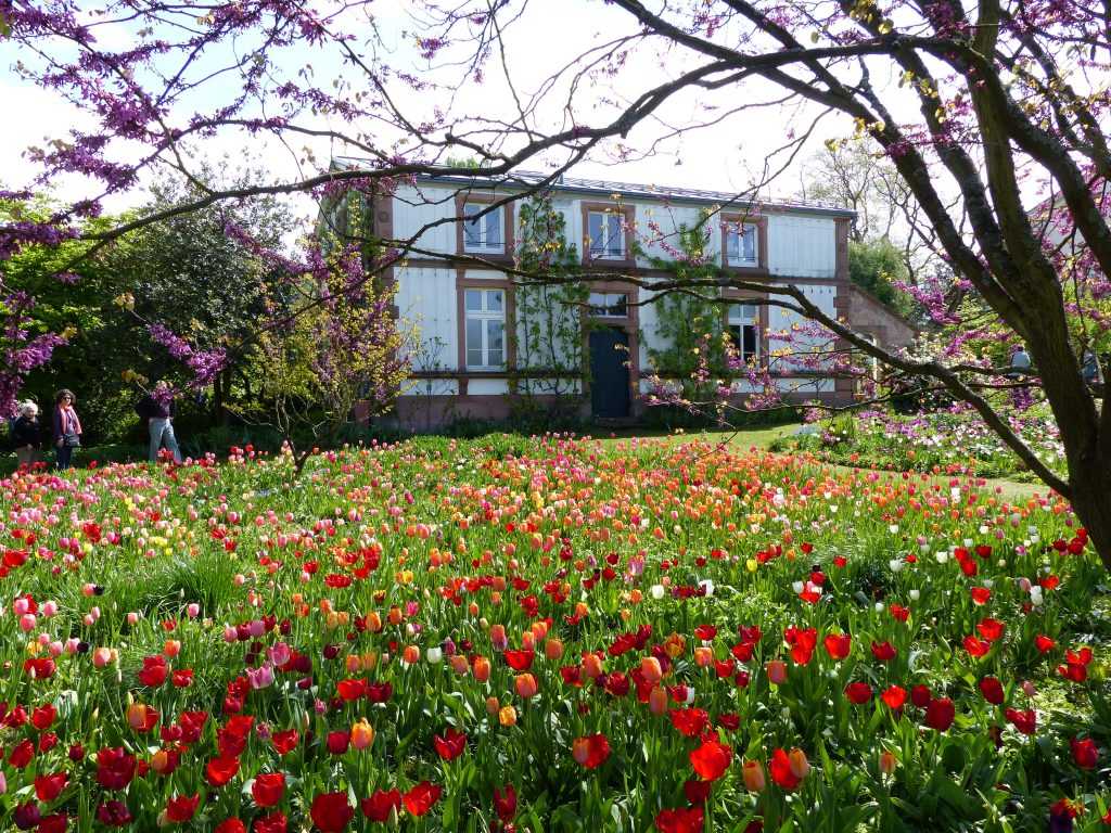 Un océan de tulipes colore les massifs de vivaces devant la maison des jardiniers d'Hermannshof