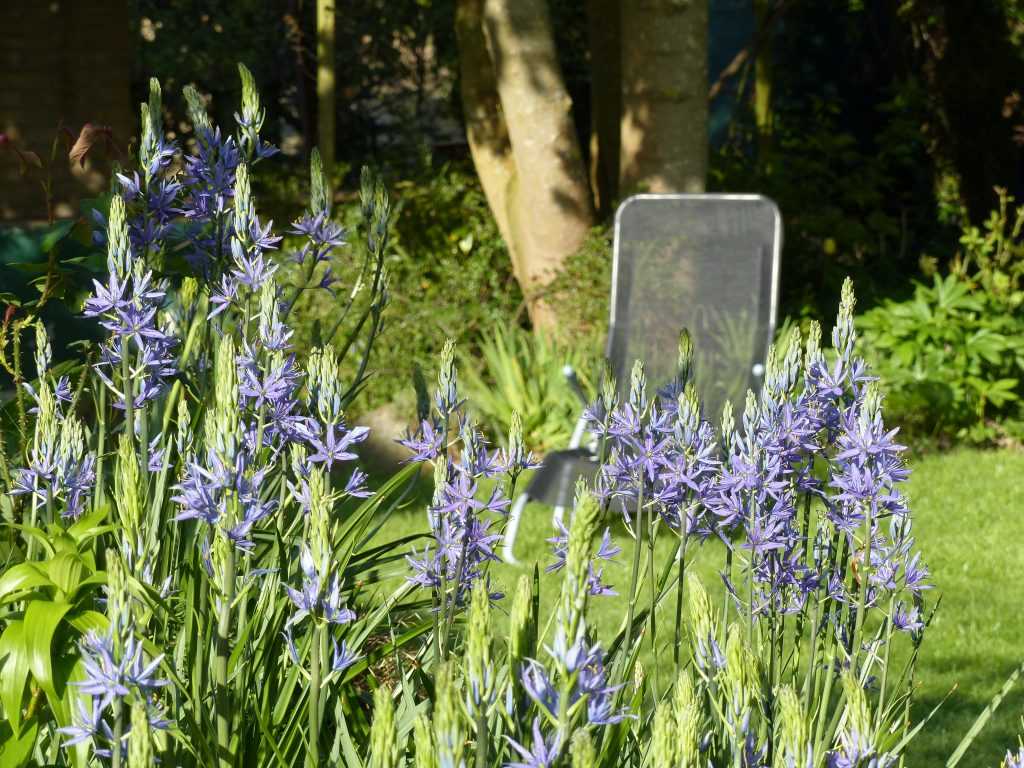 Derrière les Camassias en pleine floraison, c'est la chaise longue qu'il faut voir !