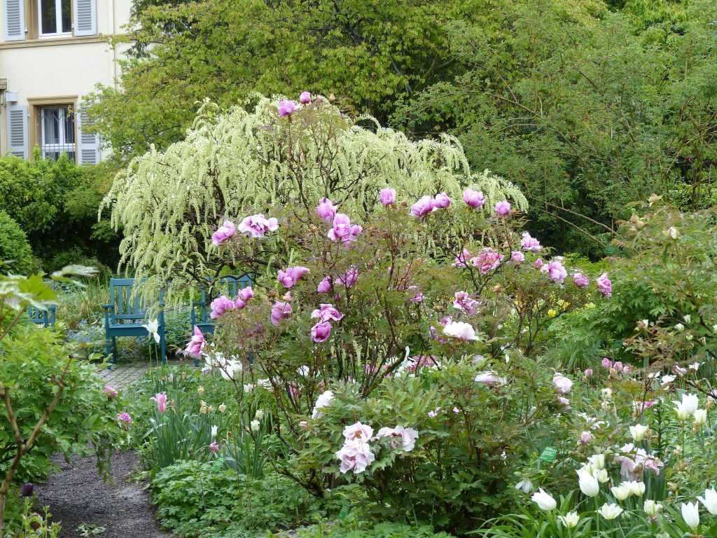 Le jardin des pivoines arbustives début mai avec la floraison des hybrides Paeonia rockii et les dernières tulipes