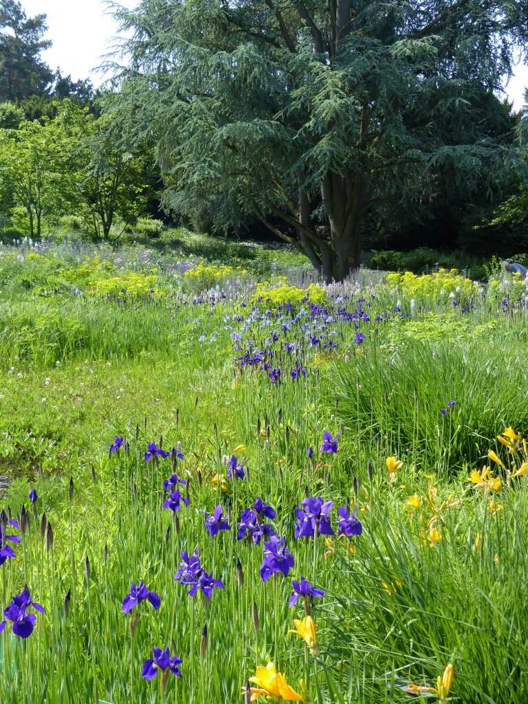 Les iris de Sibérie et les hémérocalles prennent progressivement le relais des camassias et des Euphorbia palustris encore visibles à l'arrière-plan