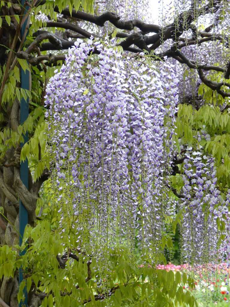 Sur la pergola, Wisteria floribunda 'Macrobotrys Longissima', une glycine du Japon aux grappes très, très, très longues ! (50 à 60 cm)