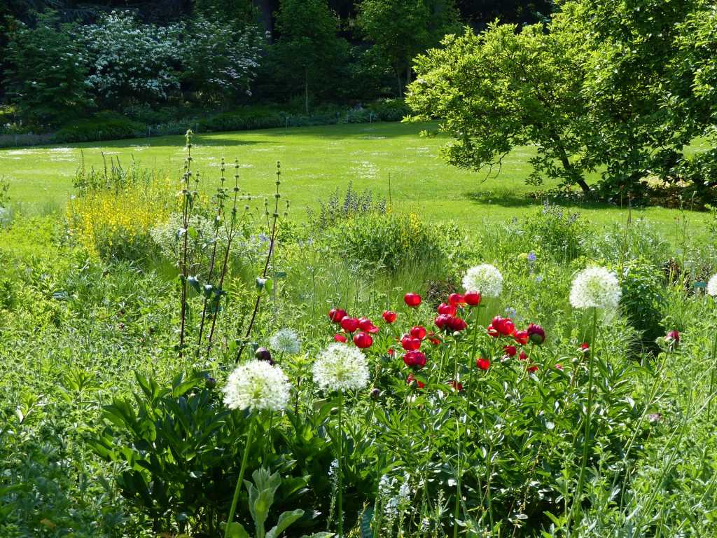 Vue du massif steppique à Hermannshof le 26 mai 2015, avec Paeonia peregrina et Allium stipitatum 'Mount Everest' au premier plan