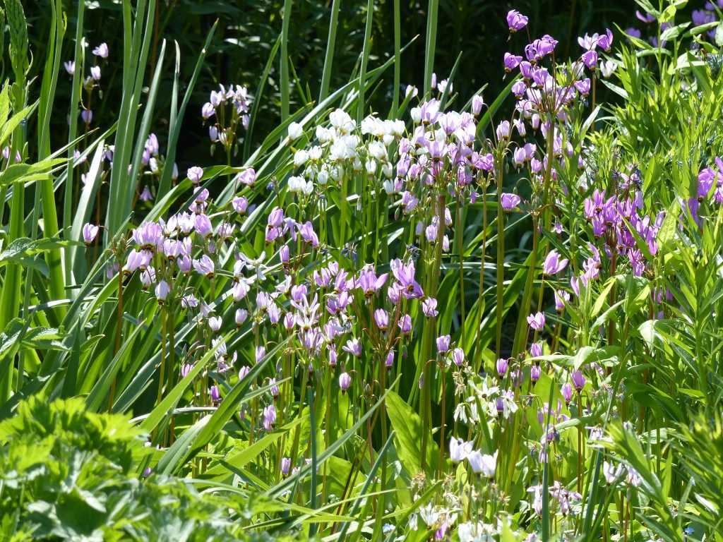 Une colonie de gyroselle de Virginie (Dodecatheon meadia)