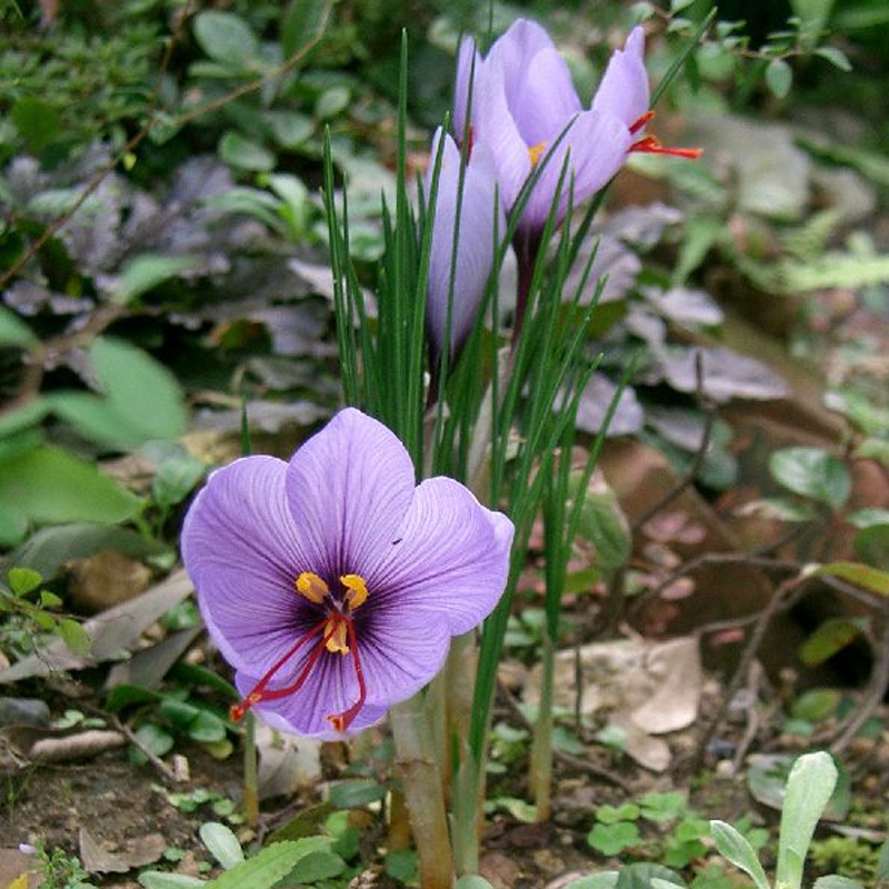 Crocus-sativus-ld