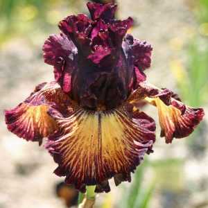 Iris germanica Drama Queen