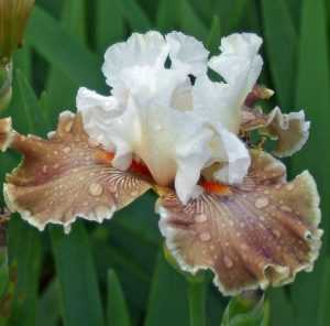Iris germanica Coffe Whisper