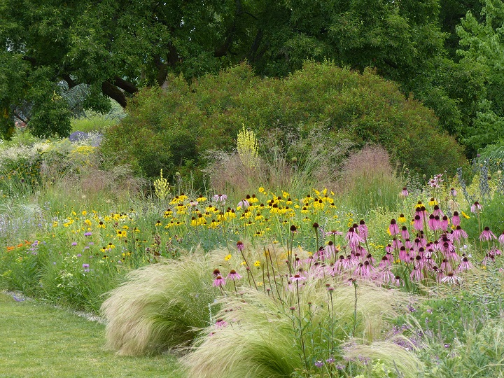 La plantation "graminées-échinacées" au jardin Hermannshof déjà à son apogée en juin