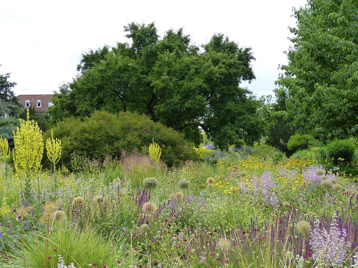 Massif "sauges-achillées" à Hermannshof en juin, avec Salvia nemorosa et Salvia turkestanica, des têtes fanées d'allium d'ornement, les candélabres jaunes des molènes (Verbascum densiflorum) et des graminées hautes.