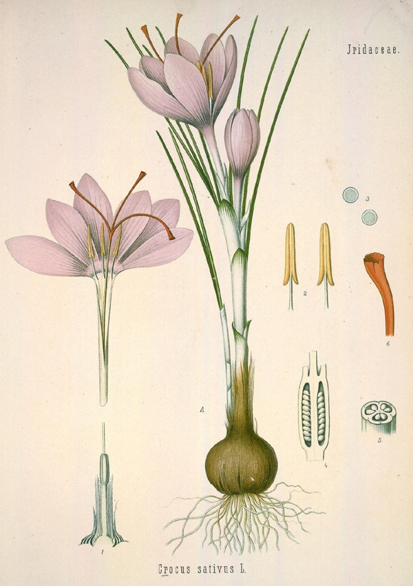 Crocus sativus ou Crocus cultivé : Plante bulbeuse de 10 à 20cm, à tunique fibreuse, à mailles longues et étroites.  1 à 2 fleurs, à périanthe tubulaire à gorge pubescente, violacée à anthères jaunes (plus longues de moitié que le filet) et stigmates, aussi longs que le périanthe, colorés de rouge écarlate. 